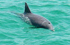 Fish Pensacola Beach Pier